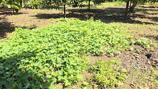 Chủ nhật về nhà có gì vui