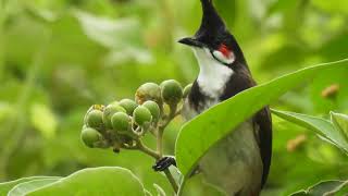 "Morning Feast: Red-whiskered Bulbul Enjoys Fruit Amid Chirping Birds" screenshot 2