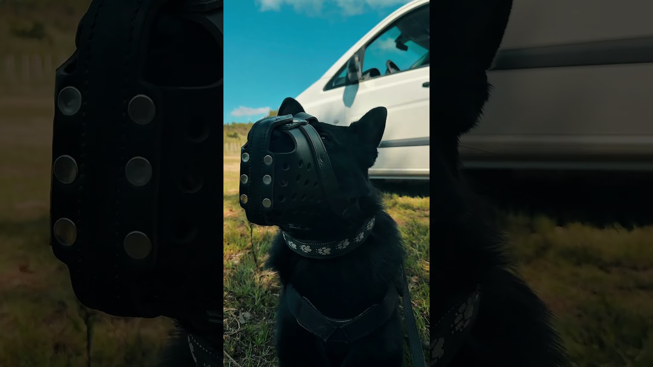 Real protection dogs ( not sports) stop buying dogs that don’t work