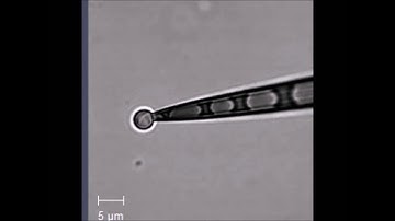 Evolutionary specialization of MscCG, an MscS-like mechanosensitive channel, in amino acid transport