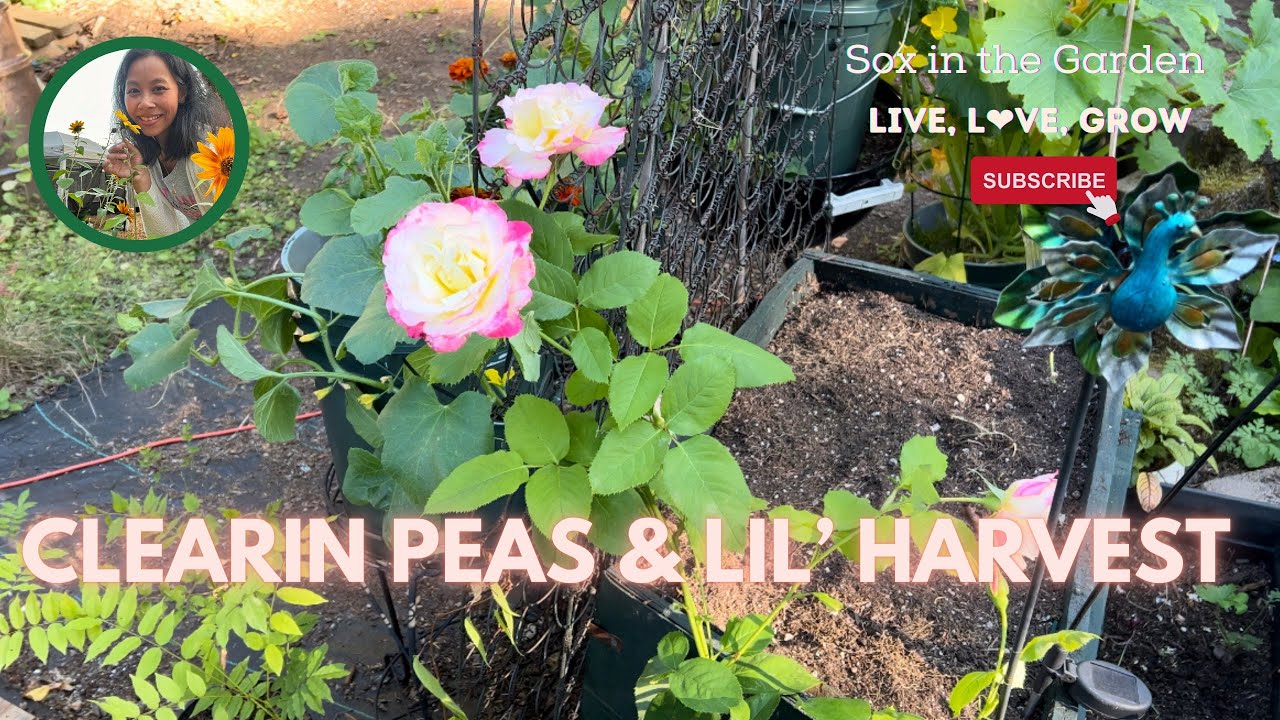 Peas Out & Got Onions? 🤔🌱🤗 WA Zone 8b Garden Vlog YouTube