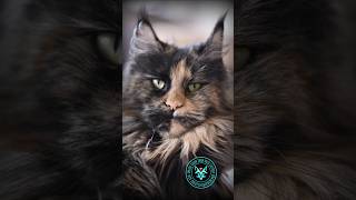 Mco Neera - Maine Coon Türk #mainecoontürkiye #mainecoonturk #mcocattery #mainecoon #mainecoonbursa