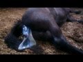 Friesian horse giving birth / geboorte Fries paard