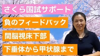 内分泌①「負のフィードバック」【さくら国試サポート 解剖生理講義】