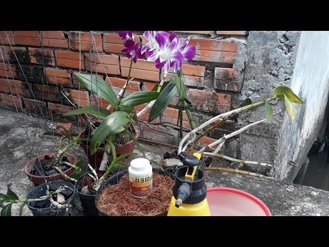 Kỹ thuật giâm cành phong lan tạo cây con nhanh | Foci