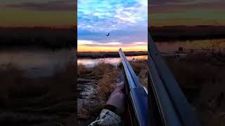Два момента… два идеальных падения 🦆💥|#extrabirdadventure #birdhunting #hunting #birds #huntingbirds