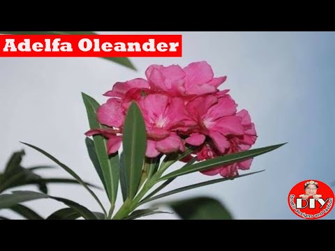 Video: Pag-aalaga sa Container Grown Oleander - Paano Palaguin ang oleander Sa Mga Kaldero
