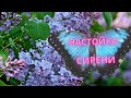 Настойка сирени. При болях в суставах.