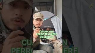 El amor perruno se siente es evidente #moshi #perro #motivation #motivacionperruno #moshi