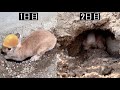 親方に3日間のトンネル工事を依頼したら張り切り過ぎて2日で中止の事態へ！　#985