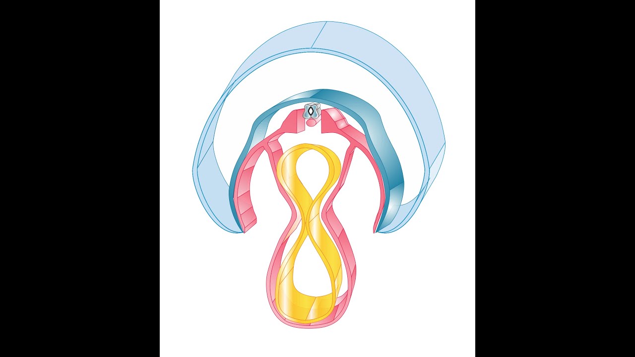 PLEGAMIENTO DEL EMBRIÓN