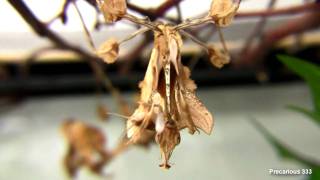 Idolomantis diabolica L6 eat crickets