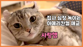 집사 심장 녹여버리는 아메리칸컬 고양이 애교 by 베니패밀리 Benny Family 27,838 views 1 year ago 3 minutes, 44 seconds