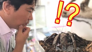 【ちゃんねる鰐さんコラボ】まさに令和のムツゴロウ！家の中から世界が見れる！！