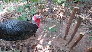 Traditional Wild Turkey Trap Homemade