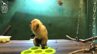 Den Lion Tamarin Day Enrichment