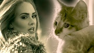 PAWDELE MEOW! Adele's Hello Parody with Kittens