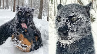 Пантера Луна, привет из детства 😸❤️