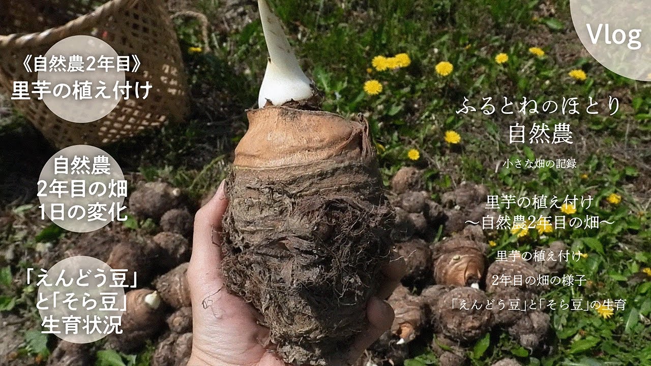 里芋」の植え付け〜畑の様子〜 2024年4月17日 - YouTube
