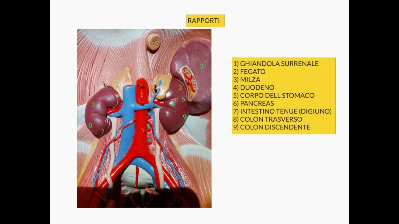 ANATOMIA LEZIONE 89 APPARATO URINARIO PARTE 1 YouTube