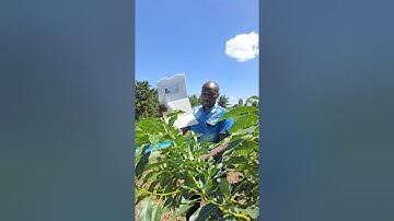 How and why you need to install FCM (false codling moth)  traps