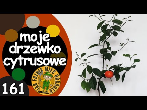 #161 Drzewko cytrusowe