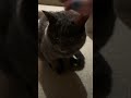 galileo the cat #cat #catvideos  #animal #cutecat