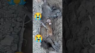 Mother Monkey Died The Baby Monkey Left Alone Crying