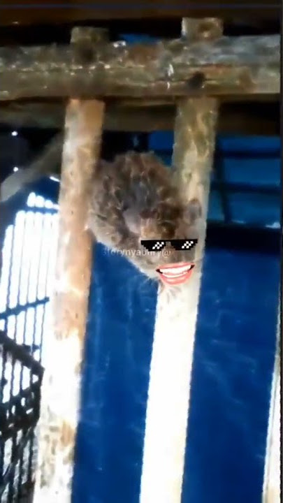 VIDEO LUCU BIKIN NGAKAK GOYANG ULATππππππ