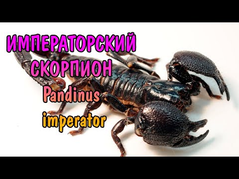 САМЫЙ КРУПНЫЙ СКОРПИОН. 30 СМ. ИМПЕРАТОРСКИЙ СКОРПИОН. Pandinus imperator