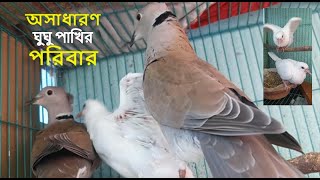 অসাধারণ ঘুঘু পাখির পরিবার। A remarkable family of doves.