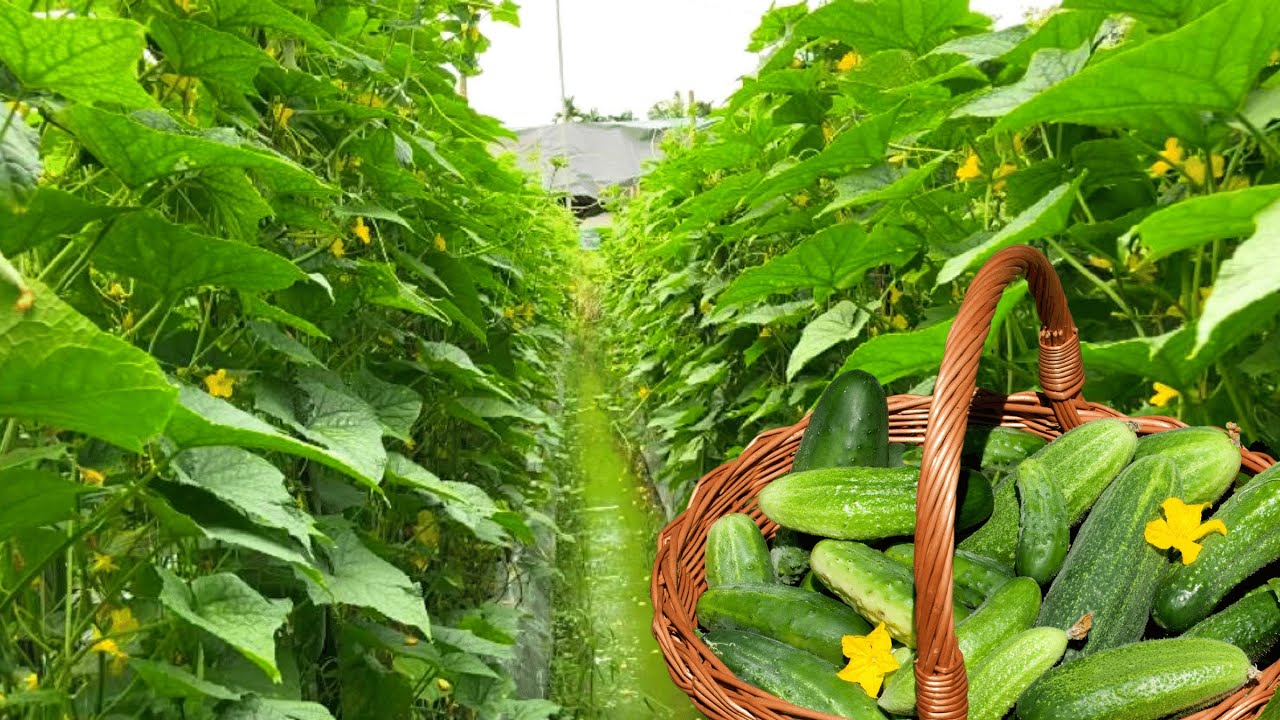 How to Grow Organic Cucumbers Until Harvest in the Garden