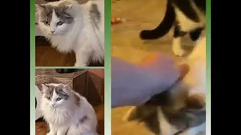 Video 1616301: maine coon turkish angora, turkish angora mix, white turkish angora, maine coon meets, blue maine coon