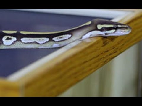 reptile care app How To Set Up A Ball Python Cage