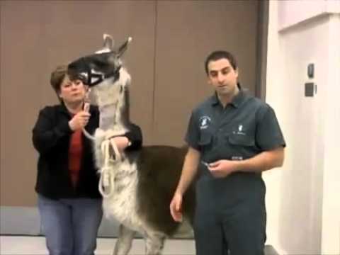 Giving Injections to Alpacas and Llamas