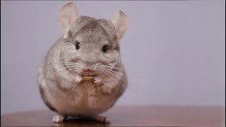 Qué Pasa con las Chinchillas