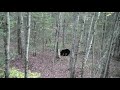 2021 Wisconsin Archery Bear Hunt