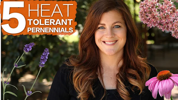 5 Heat Tolerant Perennials 🔥☀️🌿 // Garden Answer - DayDayNews