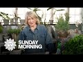 Martha stewart on keeping houseplants