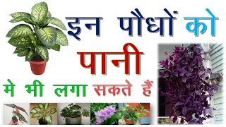 Grow Indoor Plant In Water ||  पानी में उगने वाले खुबसूरत घरेलू पौधे