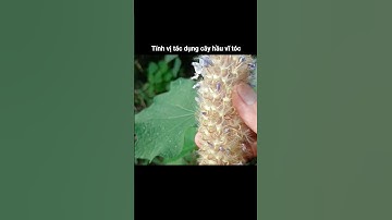 tính vị tác dụng cây hầu vĩ tóc