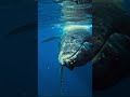 #oceananimals #ocean #oceanlife #oceancreatures #sealife #marinelife #marinemammal #marineanimals #