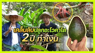 เคล็ดลับปลูกอะโวคาโด 2 ปี ให้ออกผล ทำเงิน สร้างรายได้เสริม | เกษตรสัญจร