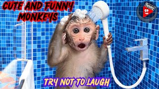 فيديوهات مضحكة جدا ? قرود مضحكة جدا ? افضل مقاطع قرود مضحكة ? funny monkeys ?  monkey