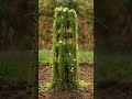Premium Cascade Tower Design ⭕🌿