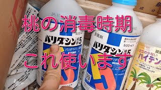 ももの消毒時期　せん孔細菌病対策