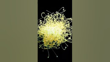 What If Wave Function Collapse Holds the Universe’s Biggest Secret?!