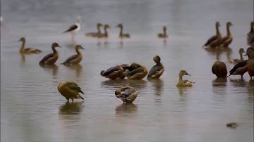 red duck on makong liver , laos 2017