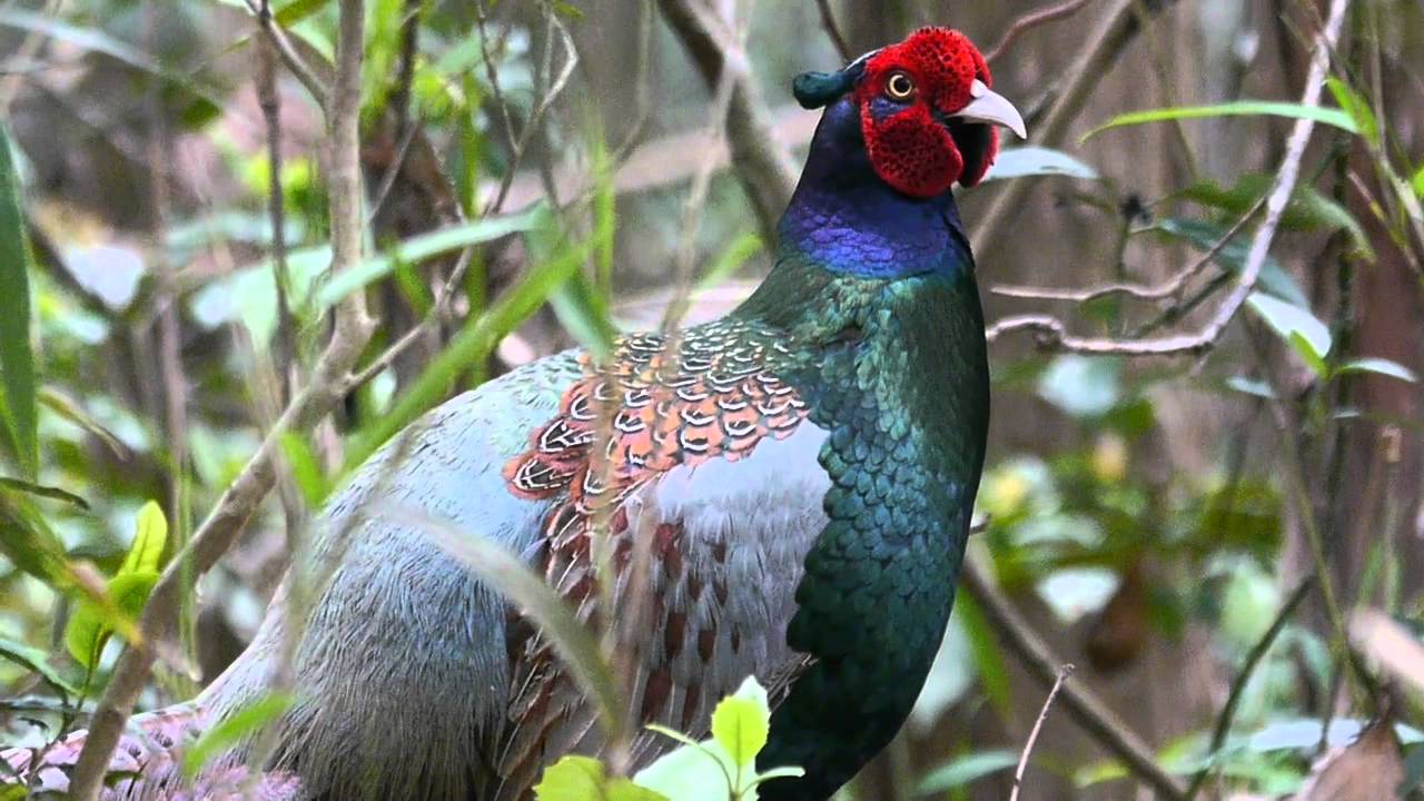 キジが国鳥に選ばれた理由 樹樹日記