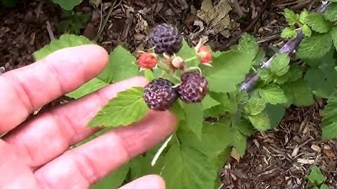 Is Bird Netting on Raspberries a Barrier, or Just Another Scarecrow? An Observation.
